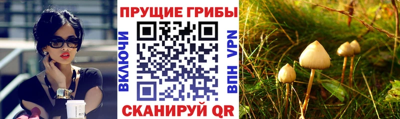 мега зеркало  Билибино  Псилоцибиновые грибы Psilocybe 